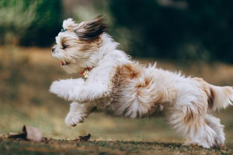 Shih Tzu Lifespan: How Long do Shih Tzus live?