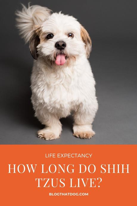 Shih Tzu Lifespan: How Long do Shih Tzus live?