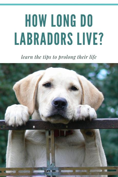 Labrador Lifespan: How Long Do Labradors Live?