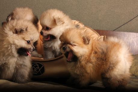 Pomeranian Lifespan: How Long Do Pomeranians Live?