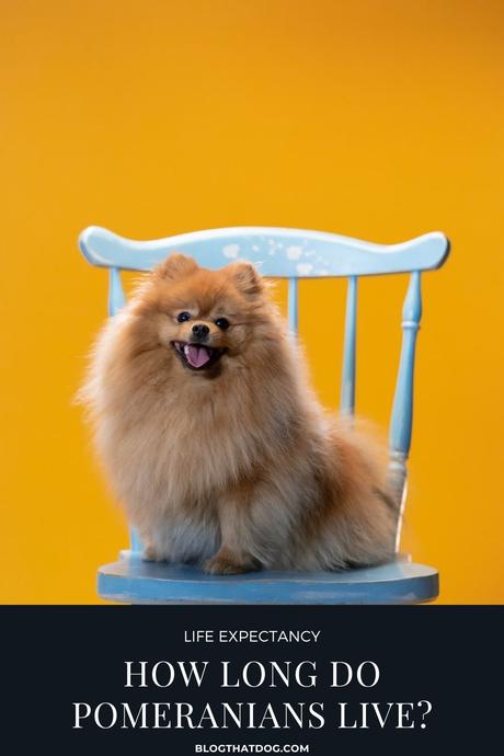 Pomeranian Lifespan: How Long Do Pomeranians Live?