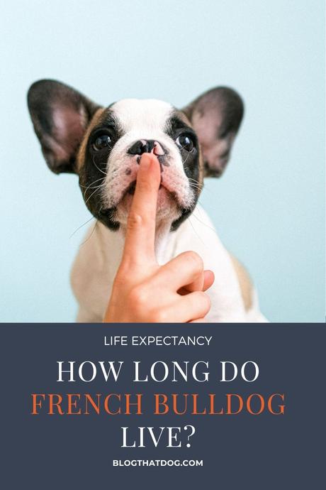 French bulldog Lifespan: How Long Do bulldog Live?