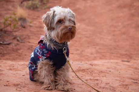 Yorkshire Terrier Lifespan: How Long Do Yorkies Live?