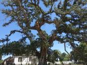 JACK LONDON STATE PARK, Glen Ellen, Literary Excursion