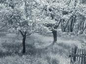 Early Photography: Apple Trees Blossom William Post