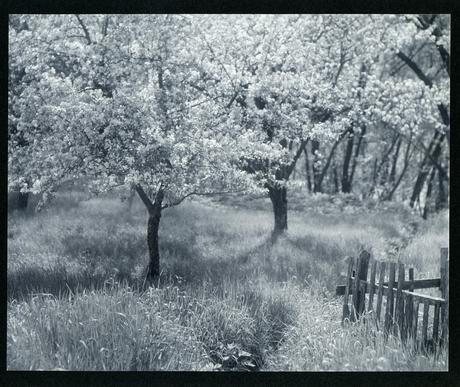 Early photography: Apple Trees in Blossom – William B. Post