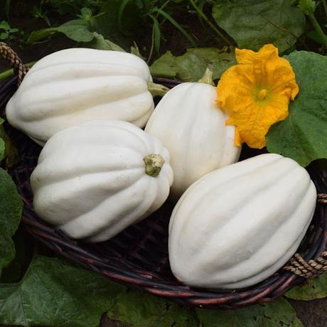 Mashed Potato Squash