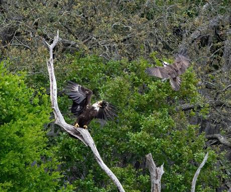 Eagle vs Osprey