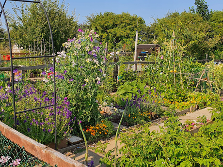 One year on down Our Allotment