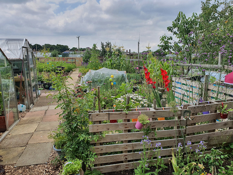 One year on down Our Allotment