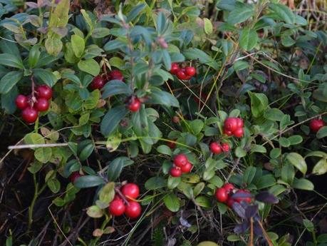 Lingonberry – the abundant berry of Finnish forests