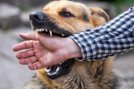 8 Crucial Steps To Take After A Dog Bite Incident