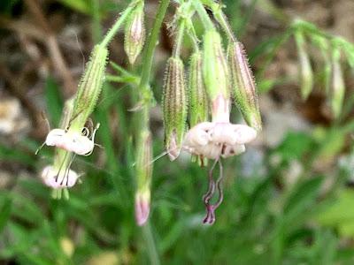The Nottingham Catchfly - the planting out