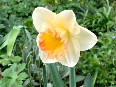 Plant Trial - Dutch Grown Bulbs part 2 - how they fared