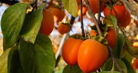 Persimmon Fruit: Benefits, Nutritional Facts and Side Effects