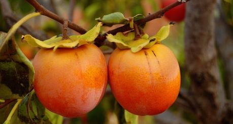 Persimmon Fruit: Benefits, Nutritional Facts and Side Effects