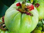 Garcinia Cambogia: Benefits, Side Effects