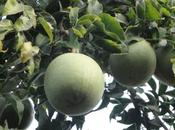 Wood Apple (Bael Fruit): Proven Benefits, Nutrition Side Effects