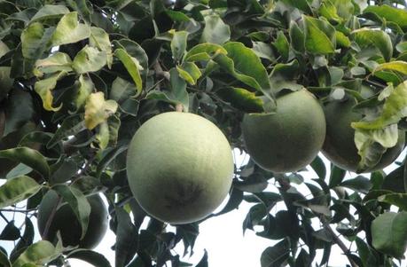 Wood Apple (Bael Fruit): Proven Benefits, Nutrition and Side Effects