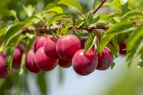 Plums: Benefits, Nutritional Facts, Side Effects and How to Use