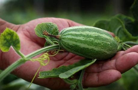 Pointed Gourd (Parwal): Benefits, Nutrition, Side Effects and How to Use