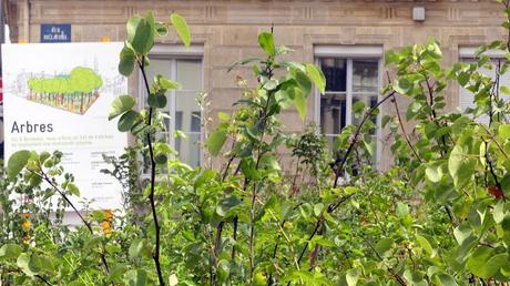 This used to be a parking lot: Bordeaux’s first Miyawaki mini-forest is taking root