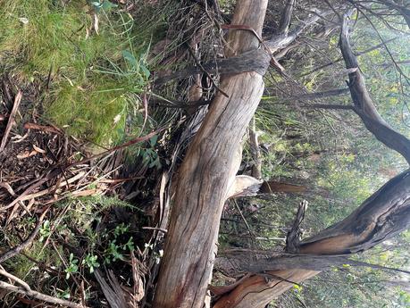 Buller Huts trail – Australia Buller Huts trail – Australia