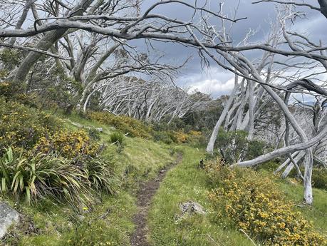 Buller Huts trail – Australia Buller Huts trail – Australia