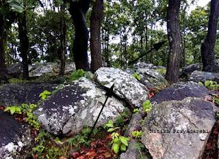 Lichens as indicators of less air pollution in and around Ranchi city, India.