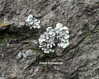 Lichens as indicators of less air pollution in and around Ranchi city, India.