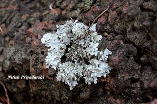 Lichens as indicators of less air pollution in and around Ranchi city, India.