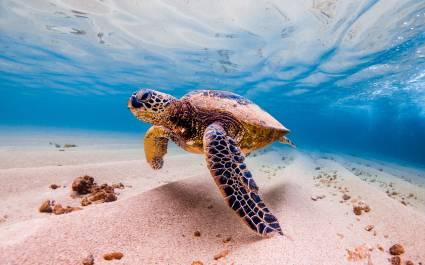 Enchanting Travels Hawaii Tours Turtle