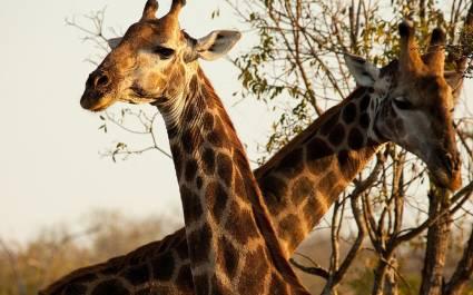 Enchanting Travels Africa South Africa Kruger Chitwa Chitwa giraffes