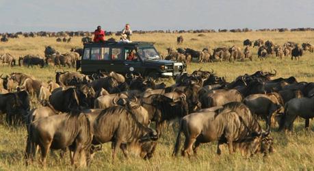 Africa makes a great honeymoon destination as you can witness the great migration.