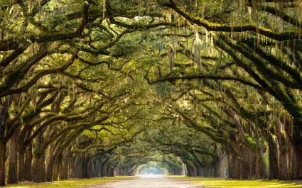 Ancient live oaks in Savannah, GA