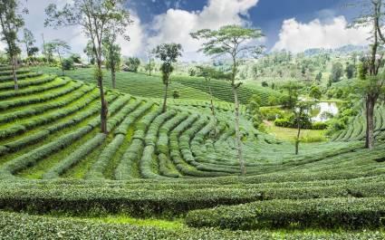 Terassen von Pussellawa, Sri Lanka