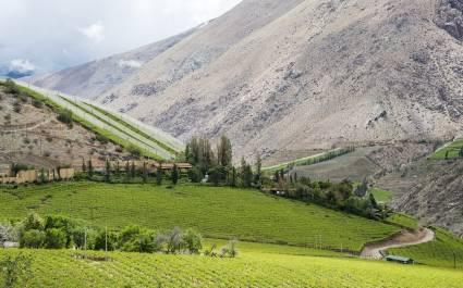 Vineyard in the Elqui Valley of Chile