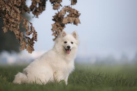 Keeshond Lifespan: How Long do Keeshonds live?