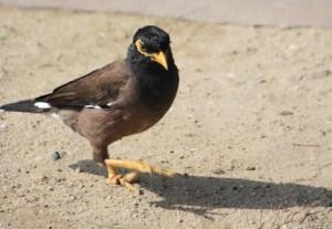 March of the Myna [Common Meter]