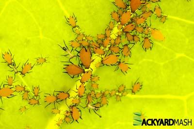 How to get rid of aphids Naturally? (Ultimate guide)