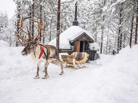 Reindeer – Santa Claus’ helper is the real identification animal of Lapland