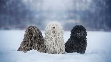 Komondor Lifespan: How Long do Komondors live?