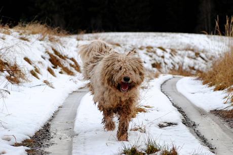 Komondor runs in snow.