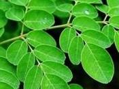 Moringa (Drumstick): Benefits, Nutrition, Side Effects