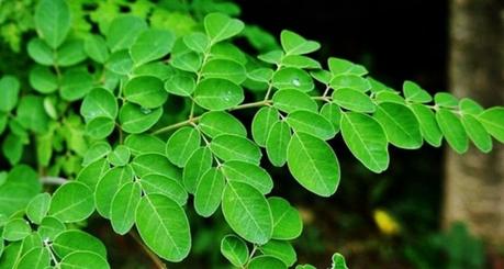 Moringa (Drumstick): Benefits, Nutrition, Side Effects and How to Use