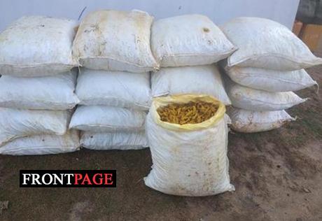 Over 1,600kg dried turmeric seized