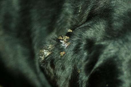 Natural ways to keep flies off dogs