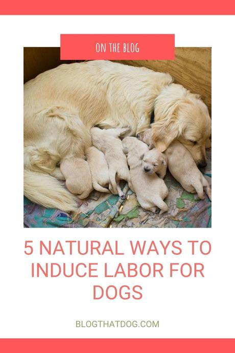 Natural ways to induce labor for dogs
