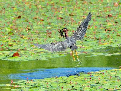 WILDLIFE VIEWING AT THE DELTA PONDS IN EUGENE, OREGON Guest Post by Caroline Hatton at The Intrepid Tourist