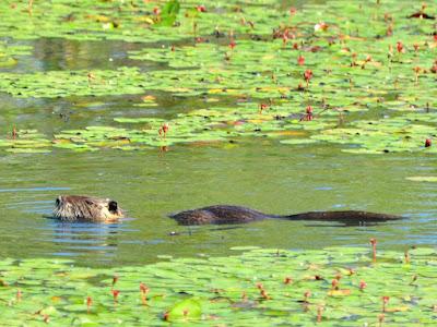 WILDLIFE VIEWING AT THE DELTA PONDS IN EUGENE, OREGON Guest Post by Caroline Hatton at The Intrepid Tourist